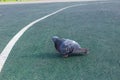 Big grey beautiful pigeon