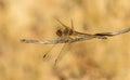 Big grey brown orange dragonfly sitting on twig Royalty Free Stock Photo