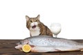 Big grey cat and big fish Royalty Free Stock Photo