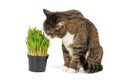 Big grey cat and cat grass in a pot Royalty Free Stock Photo