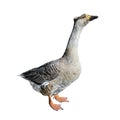 Big grey domestic goose isolated on white background. Funny goose full length close up. Farm bird Royalty Free Stock Photo