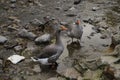 Big grey ducks in a river shore Royalty Free Stock Photo