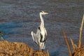 Big grey heron near shore of river. Tanzania, Africa Royalty Free Stock Photo