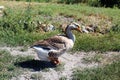Big grey house goose runs along the path on a Sunny day Royalty Free Stock Photo