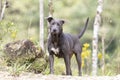 Big grey Pitbull female dog watching on top of a hill