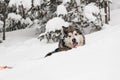 big grey shaggy sled dog walk on trail in deep white powder snow Royalty Free Stock Photo