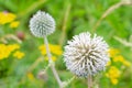 Big grey spheric flower also known as `echinops ritro` in sumertime with bokeh effect Royalty Free Stock Photo