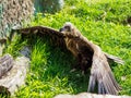 Big griffon is spreading wings in the zoo Royalty Free Stock Photo