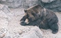 Big grizzly bear sleeping on the ground.