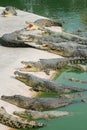 The big group of adult crocodiles laying on the sand with open mouths with many theeth, half bodies in the water. Natural outdoor