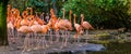 Big group of american flamingos standing on the water coast, tropical and colorful birds from the galapagos islands Royalty Free Stock Photo