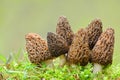 Big group of Black morel mushrooms