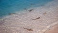 Big group of blacktip reef sharks next to beach in Indian Ocean Royalty Free Stock Photo