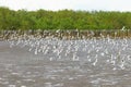 Big group of Brown headed Gull flying Royalty Free Stock Photo