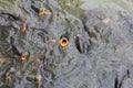 A big group of carps is opening their mouth above the water
