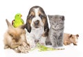 Big group of cute pets. Isolated on white background Royalty Free Stock Photo