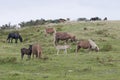 Big group of difference colors of Pottoka horses. Royalty Free Stock Photo