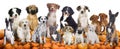 Big group of dogs sitting on pumpkins Royalty Free Stock Photo