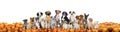 Big group of dogs sitting on pumpkins Royalty Free Stock Photo