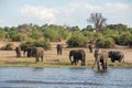 A group of elephants at the chobe river bank Royalty Free Stock Photo