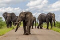 Big group of elephants walking in the middle of the road in savannah