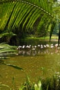 Big group flamingos on the lake.