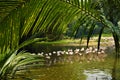 Big group flamingos on the lake.