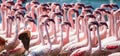 Big group flamingos on the lake. Kenya. Africa. Nakuru National Park. Lake Bogoria National Reserve.