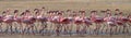 Big group flamingos on the lake. Kenya. Africa. Nakuru National Park. Lake Bogoria National Reserve.