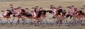 Big group flamingos on the lake. Kenya. Africa. Nakuru National Park. Lake Bogoria National Reserve. Royalty Free Stock Photo