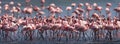 Big group flamingos on the lake. Kenya. Africa. Nakuru National Park. Lake Bogoria National Reserve. Royalty Free Stock Photo