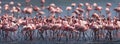 Big group flamingos on the lake. Kenya. Africa. Nakuru National Park. Lake Bogoria National Reserve.