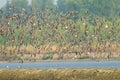 big group flying of Lesser Sand Plover