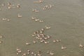 Big group of geese swimming in the river Rijn Royalty Free Stock Photo
