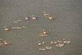 Big group of geese swimming in the river Rijn Royalty Free Stock Photo