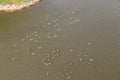 Big group of geese swimming in the river Rijn Royalty Free Stock Photo