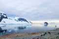 Big group of Gentoo penguins in Antarctic Peninsula