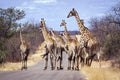 Big group of Giraffes in Kruger National park, South Africa Royalty Free Stock Photo
