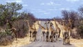 Big group of Giraffes in Kruger National park, South Africa