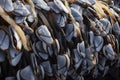 Group of Goose barnacle on the beach Royalty Free Stock Photo