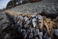 Group of Goose barnacle on the beach Royalty Free Stock Photo