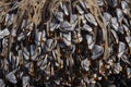 Group of Goose barnacle on the beach Royalty Free Stock Photo