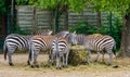 Big group of grants zebras eating hay from the crib, zoo animal feeding, tropical mammals from Africa Royalty Free Stock Photo