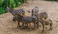Big group of grants zebras together, tropical horse specie from Africa