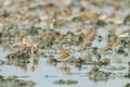 Big group of Lesser Sand Plover