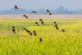 Big group of Lesser whistling duck