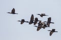 Big group of Little cormorant