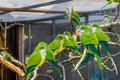 Big group of monk parakeets sitting together on a branch in the aviary, Popular pets in aviculture, tropical birds from Argentina Royalty Free Stock Photo