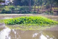 Ã Â¸ÂºBig group natural floating water hyacinth green plants Eichornia crassipes in the river Royalty Free Stock Photo