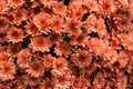 Big bouquet orange colored chrysanthemum flowers Royalty Free Stock Photo